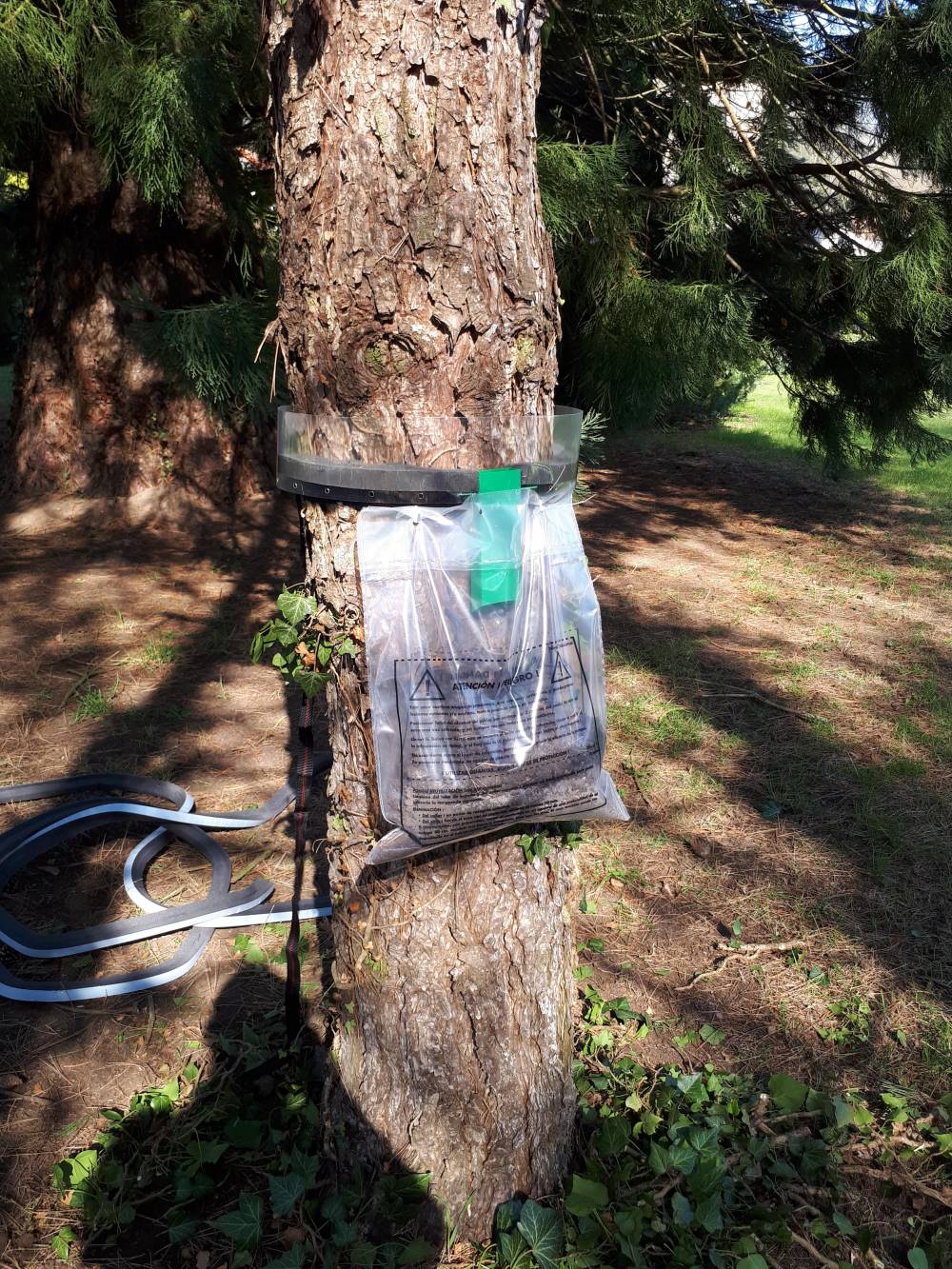 Piège à collier chenilles processionnaire du pin 